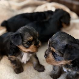 Yorkshire Terrier puppies from Yorkies of Escondido