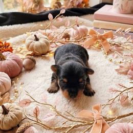 Little Girl Lavender - Black and tan female Yorkshire Terrier puppy in Hot Springs, Arkansas from Loving Laps (Yorkies raised right )