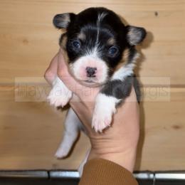 Kringle - 1500 - Black and tan male Pembroke Welsh Corgi puppy in Rozet, Wyoming from Hayday Ranch Corgis