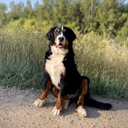 Ridge - Bernese Mountain Dog