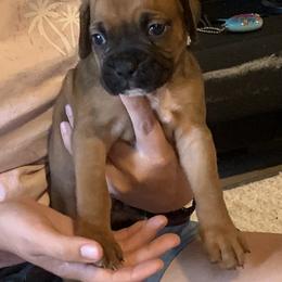 Astro - Fawn male Boxer puppy in Lago Vista, Texas from Love and Loyalty Boxers