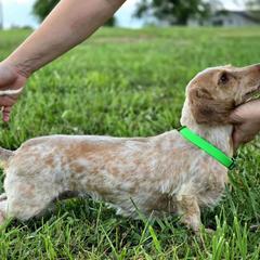 Gracie - Dachshund