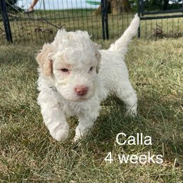 Calla - White female Lagotto Romagnolo puppy in Minster, Ohio from 1880 Lagotto