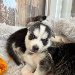 Darcy - Black and white female Pomsky puppy in Mannington Township, New Jersey from Little Husky Hutt