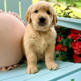 4th pick male spot - Golden male Golden Retriever puppy in Ohatchee, Alabama from The Golden Life