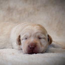 Labrador Retriever Puppies from R Little Retrievers
