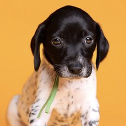 German Shorthaired Pointers from Pretty Branch Pointers