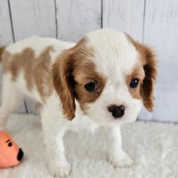 Maple - Blenheim female Cavalier King Charles Spaniel puppy in Decatur, Illinois from Petite Pups