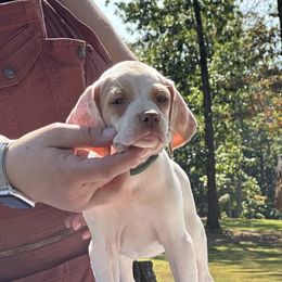 Dark Green Girl - Lemon and white female Pointer puppy in Youngsville, North Carolina from Dogma Pointers & Bulldogs
