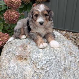 Tommy - Blue merle male Bernedoodle puppy in Beach City, Ohio from Blue Cloud Doodles