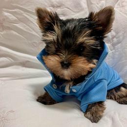 Leo - Blue and gold male Yorkshire Terrier puppy in New York from Yorkies Boutique