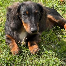 Moe - Black and tan male Dachshund puppy in Cypress, California from Dickeys Doxies