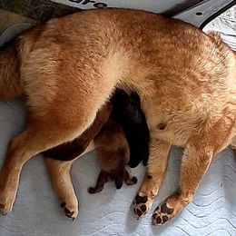 This will be referred to as Chupa Charlie Litter Boy 2 - Red male Shiba Inu puppy in Brecksville, Ohio from Shomaisou Shiba Inu
