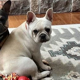 French Bulldogs from Royal Diamond Frenchies-Blue French Bulldogs