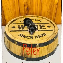 Peter - Piebald male Dachshund puppy in Cincinnati, Ohio from Caines Dachshund Farm