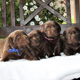 Labrador Retriever Puppies from Pure Joy Labradors