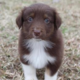 Lala-1000 - Red tri-color female Australian Shepherd puppy in Star City, Arkansas from Blush & Lace Aussie Co.