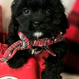 Peppermint - Black male Cavapoo puppy in Marshfield, Missouri from Puppyloversplace