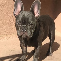 French Bulldogs from Day1Kennels