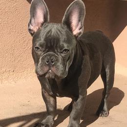 French Bulldogs from Day1Kennels