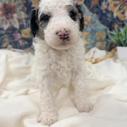 Marshmallow - Grey and white male Bernedoodle puppy in Silver Lake, Indiana from ‘Mut’zger Doodles