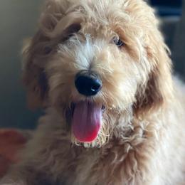 Peach - Goldendoodle