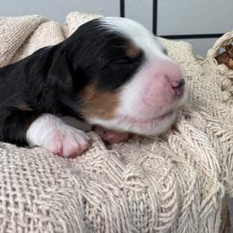 Stone - Tri-color male Bernedoodle puppy in Hillsboro, Oregon from Myt fine doodles
