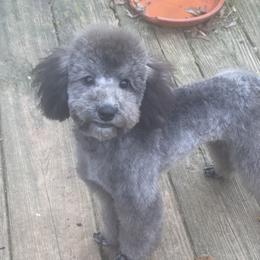 Poodle Puppies from Gerdanus Poodles