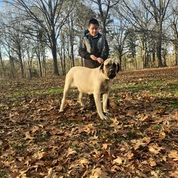 Maggie - Mastiff