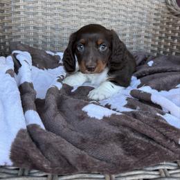 Boy 1 LIMITED AKC - Piebald male Dachshund puppy in Aurora, Missouri from Baker Farms