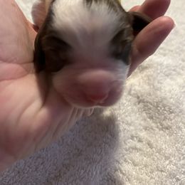 English Springer Spaniel Puppies from McCartney Springer’s