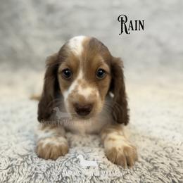 Rain - Cream male Dachshund puppy in Rainier, Oregon from Doxies in Wonderland