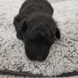 Oreo - Black male Poodle puppy in Chandler, Arizona from Fabi Poodle