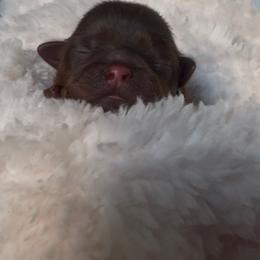 Violet - Chocolate female Shih Tzu puppy in Avondale, Arizona from Riley Family Shih Tzus