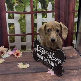 Cream Brindle Smooth Male - Cream male Dachshund puppy in Killeen, Texas from Southern Dachshunds
