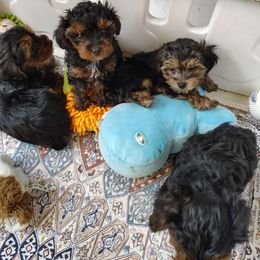 Yorkipoo puppies from Desert Flower Breeders