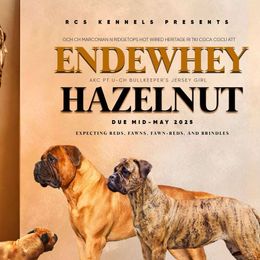 Bullmastiffs and Shetland Sheepdogs from RCS Kennels