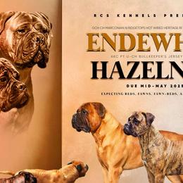 Bullmastiffs and Shetland Sheepdogs from RCS Kennels