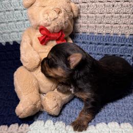 Boy 1 (Tiny boy) - Black and tan male Yorkshire Terrier puppy in Paris, Tennessee from Nolan’s Yorkie Farm