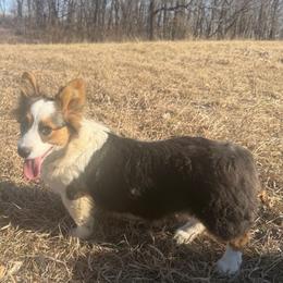 Poppy - Black and tan female Pembroke Welsh Corgi puppy in Bloomfield, Iowa from Seven B Corgis & Doxies