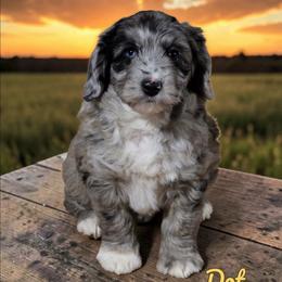 Dot - Blue merle female Aussiedoodle puppy in Lebanon, Oregon from Abbott Family Farm