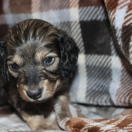 Odette - Cream female Dachshund puppy in La Junta, Colorado from Royal King’s Mini Dachshunds