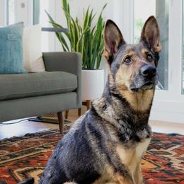 Iris - German Shepherd