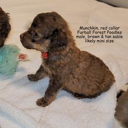 Munchkin (Red collar) - male Poodle puppy in Santa Cruz, California from Furball Forest Poodles