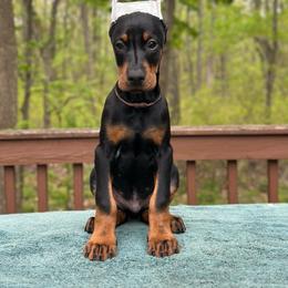 Black boy - Brown collar - Black and rust male Doberman Pinscher puppy in Old Bridge, New Jersey from Wizard Ost Revolution kennel