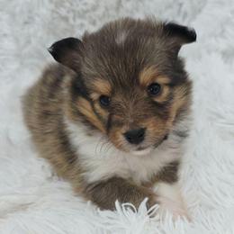 Hazel - Sable and white female Shetland Sheepdog puppy in Central City, Kentucky from Hope's Heart Shelties