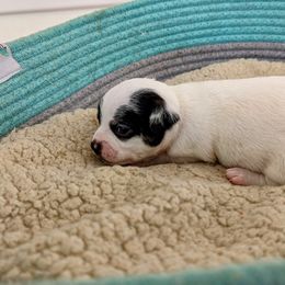 Chihuahua Puppies from Wilds Farms