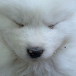 Samoyed Puppies from Falling cedar farm samoyeds