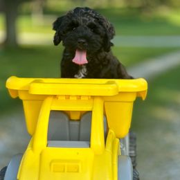 Flynn - Black and white male Cockapoo puppy in Lake Tansi, Tennessee from Davis cockapoos