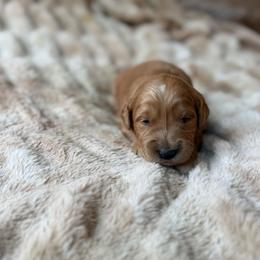 Praline - Red  female Goldendoodle puppy in Jacksonville, Florida from Dandelion Doodles